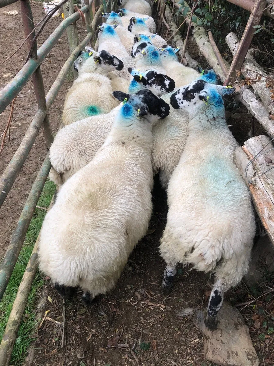 Speckled ewe lambs - Image 1