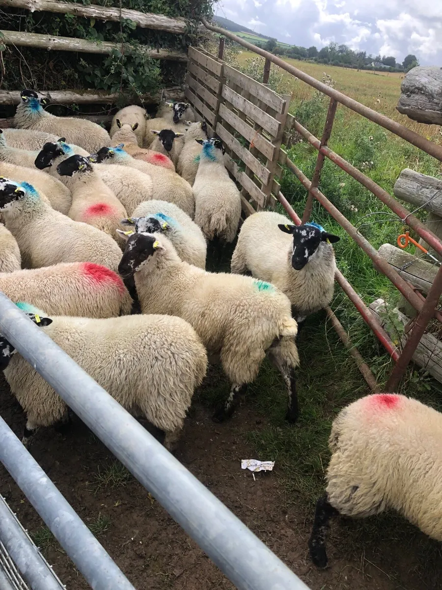 Speckled ewe lambs - Image 2