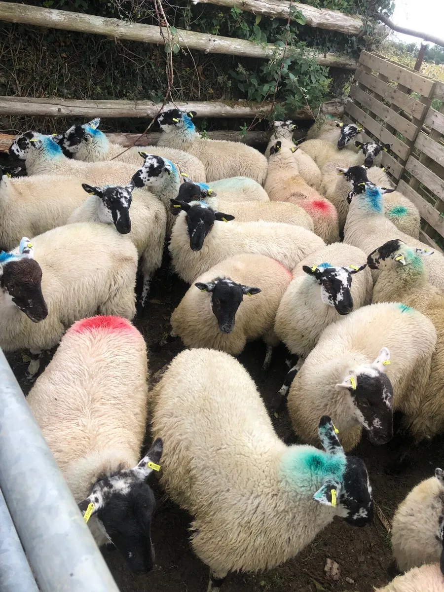 Speckled ewe lambs - Image 4
