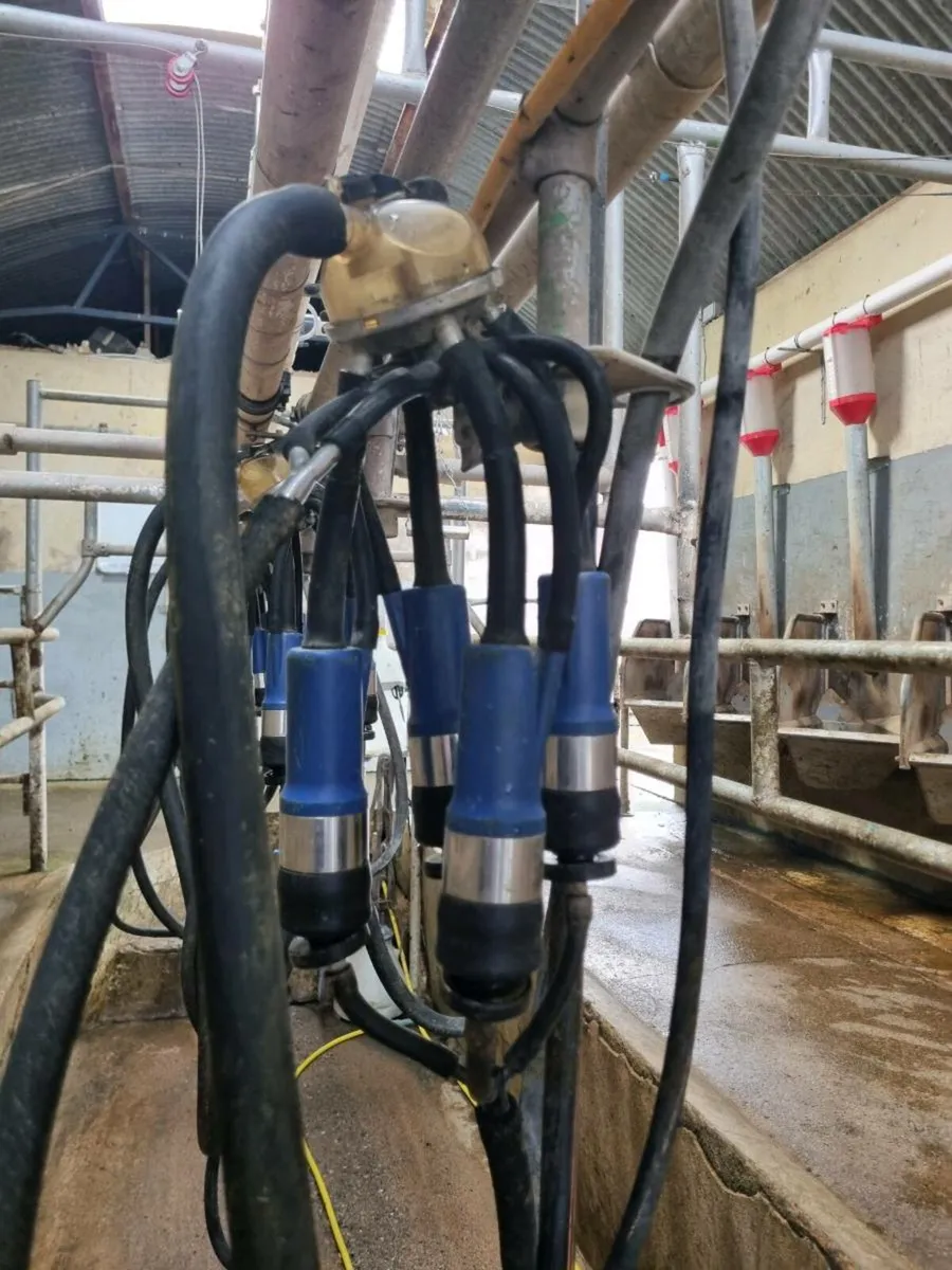 Milking patlour - Image 3