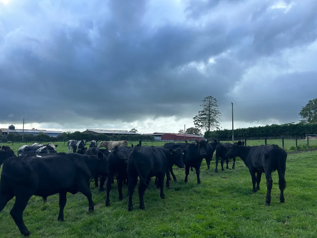 12 super Angus store bullocks - Image 2