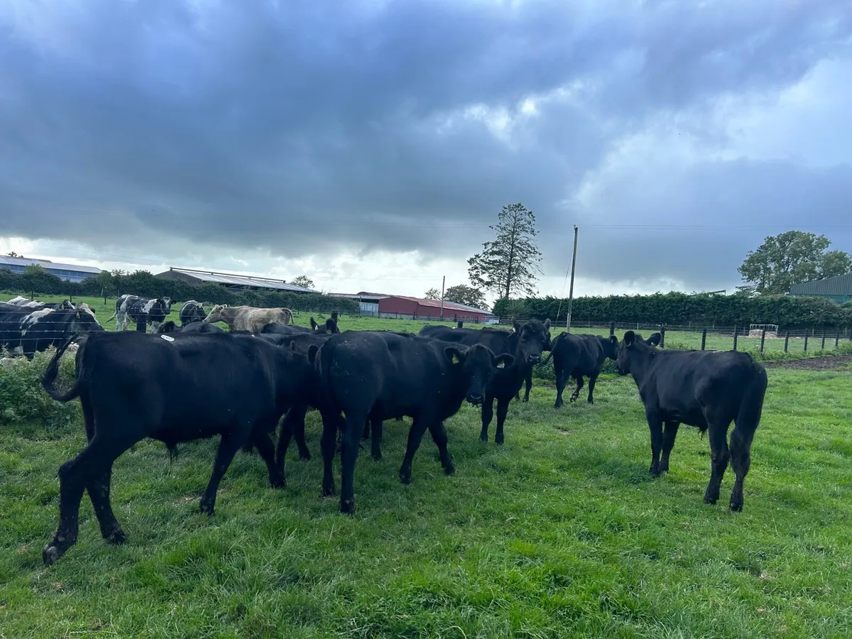 12 super Angus store bullocks - Image 3