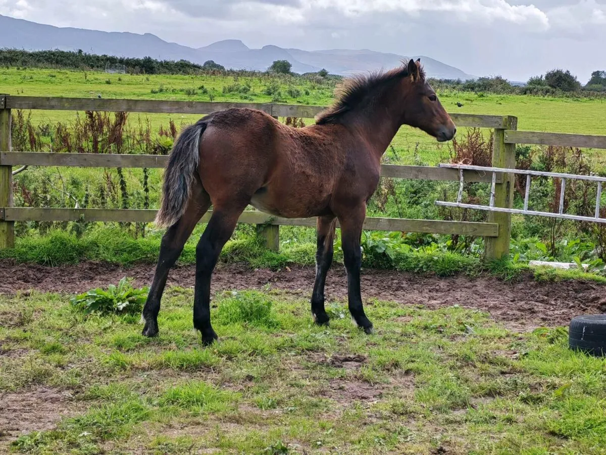 Stallion Prospect – Connemara Colt Foal (HWSD N/ - Image 1