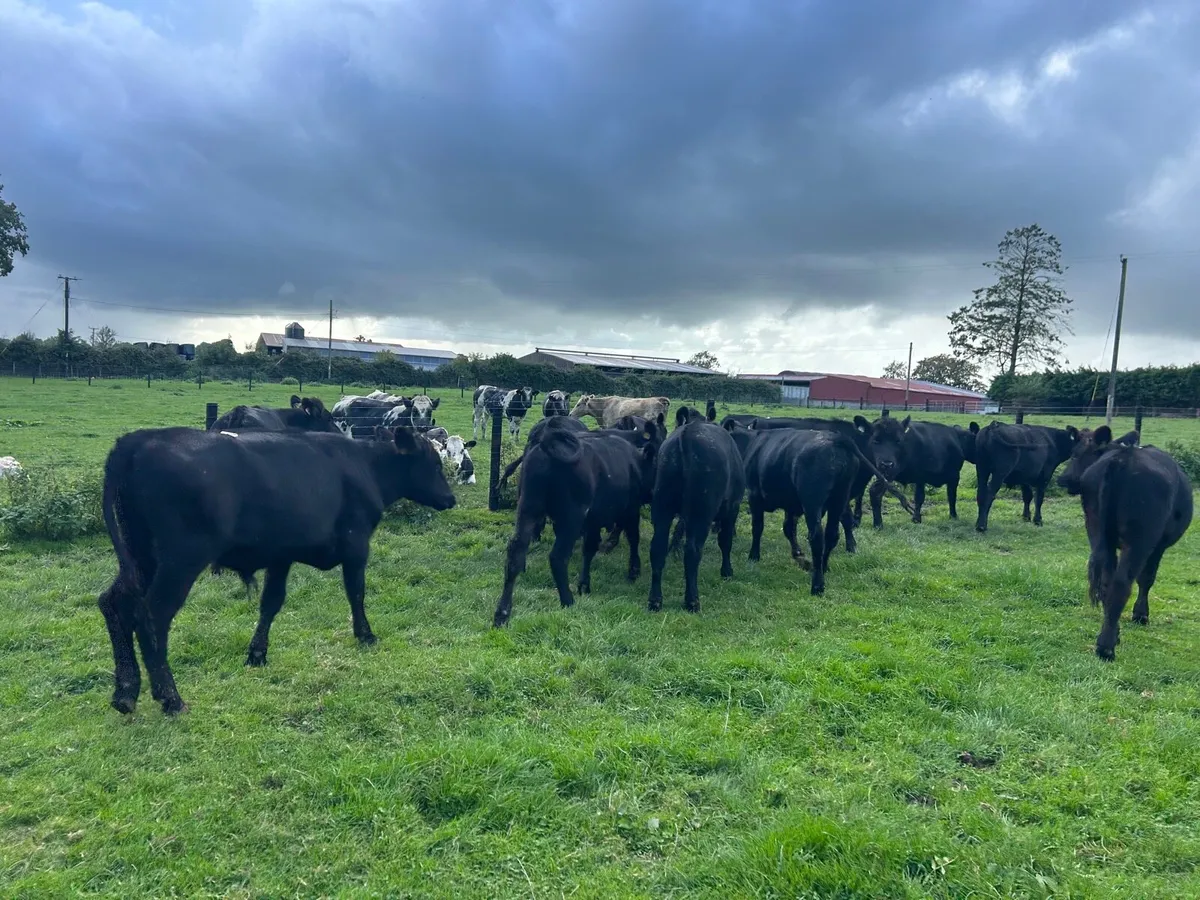 12 super Angus store bullocks - Image 4