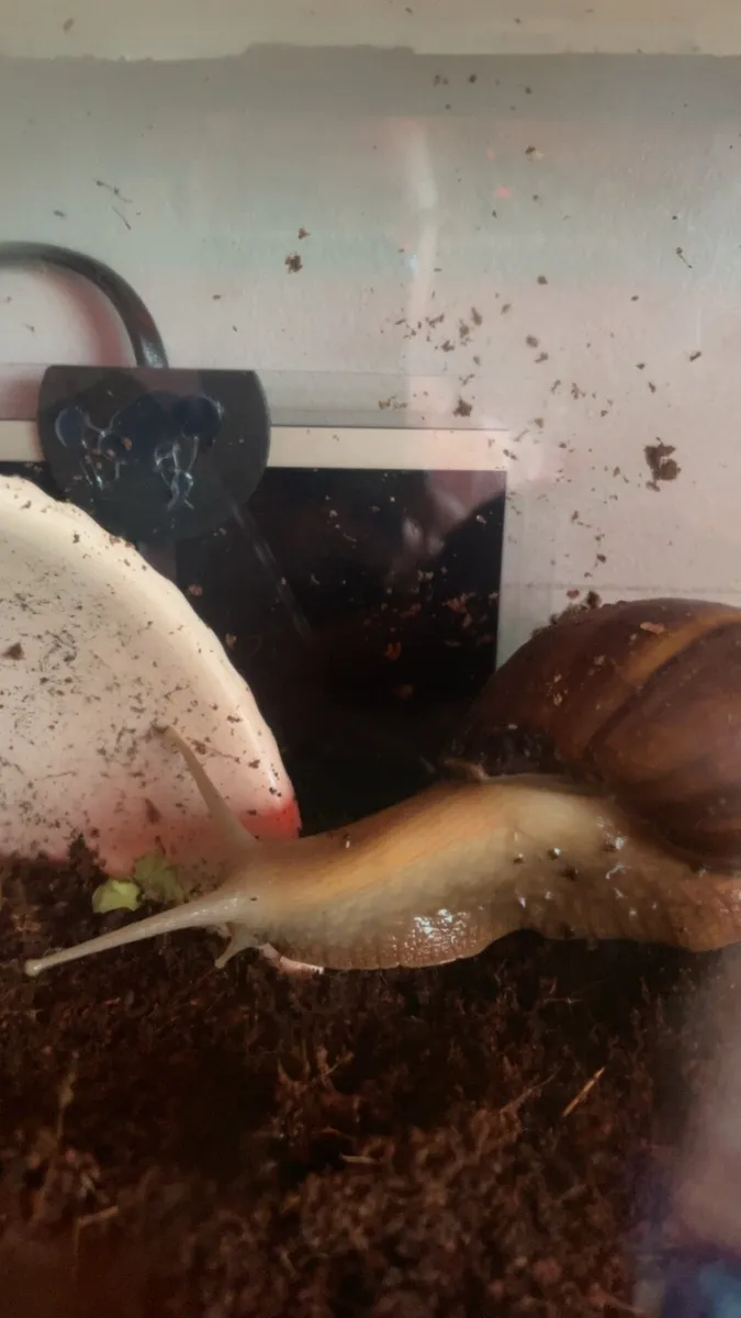 Giant African land snail - Image 1