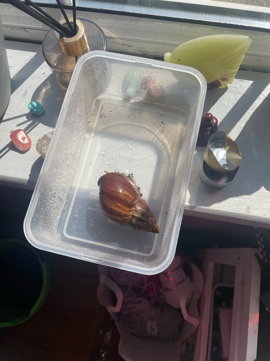 Giant African land snail - Image 2