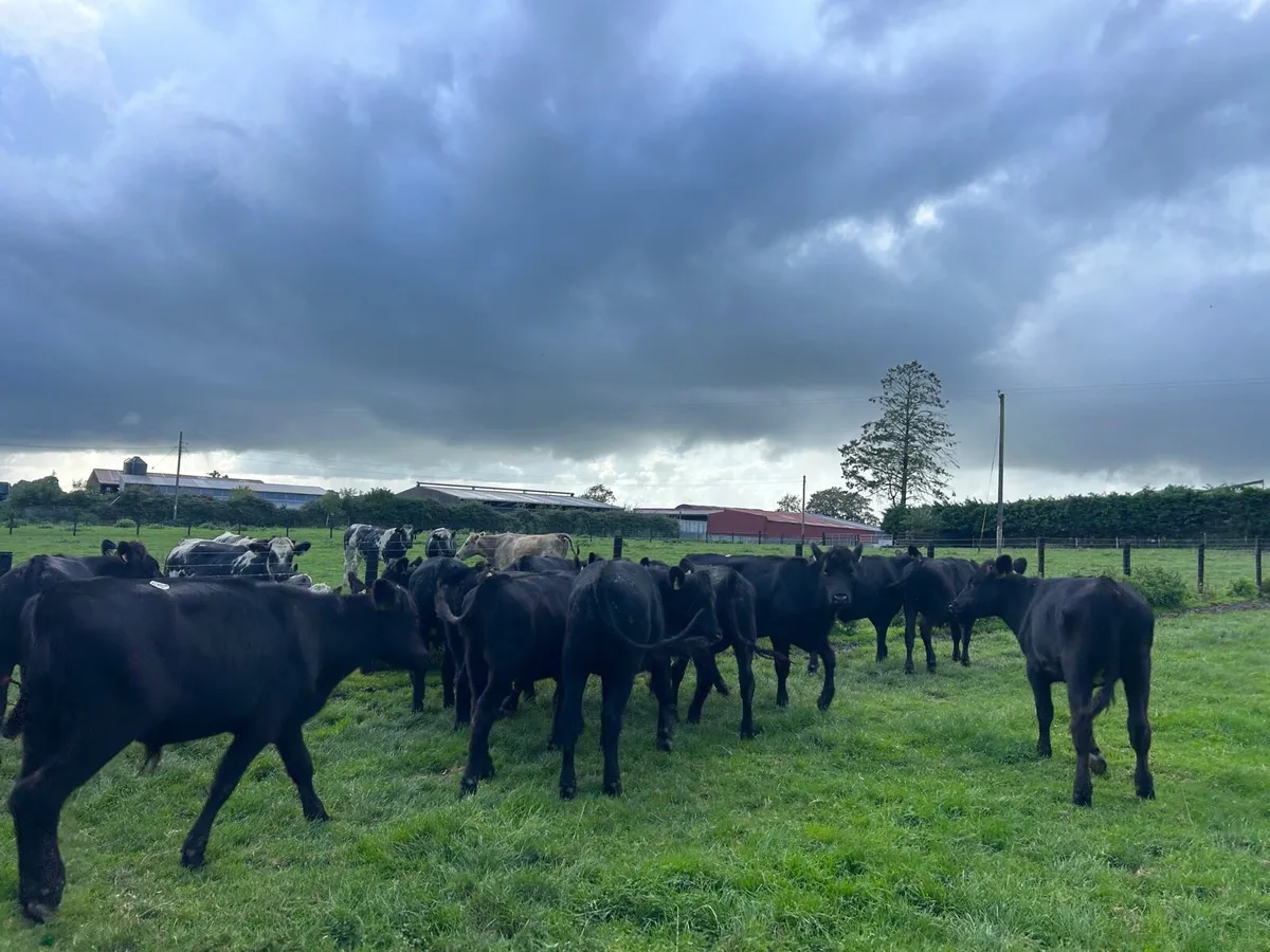 12 super Angus store bullocks - Image 1