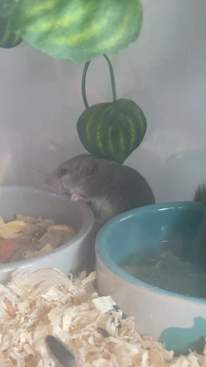 Door mice/ micro squirrels - Image 1