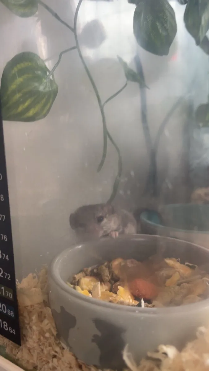 Door mice/ micro squirrels - Image 2