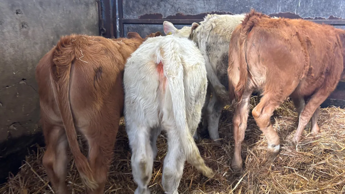 ⭐️ 4 Quality Heifer Wealings ⭐️ - Image 4