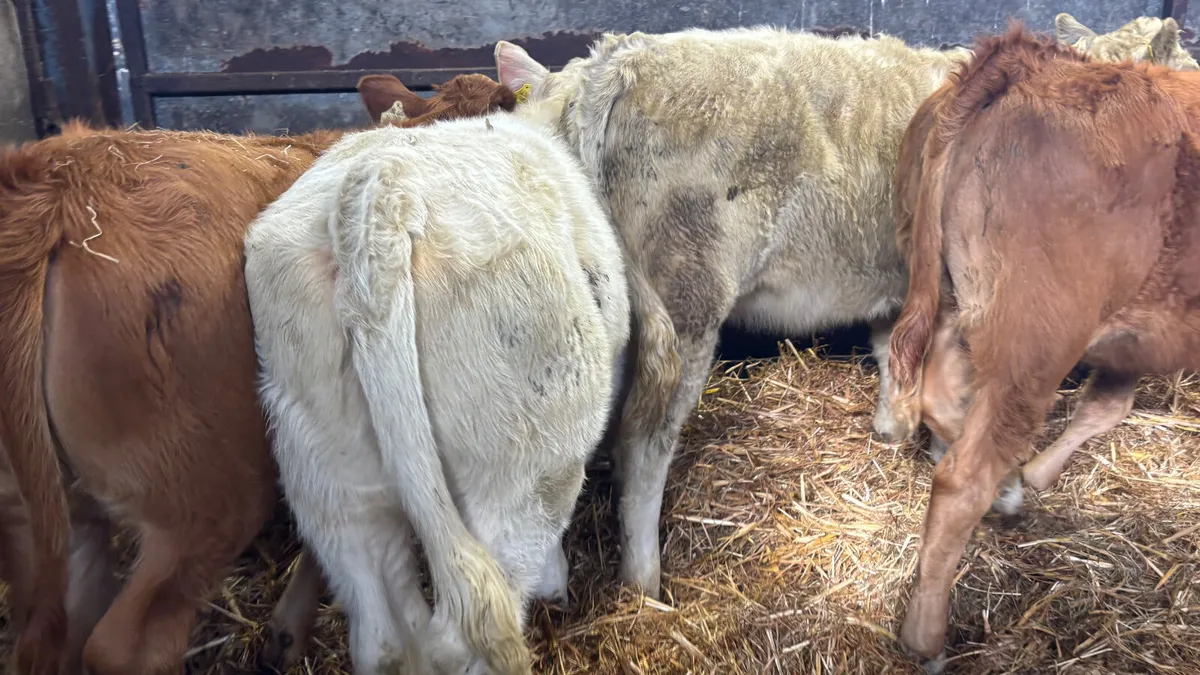 ⭐️ 4 Quality Heifer Wealings ⭐️ - Image 2