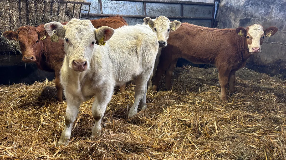 ⭐️ 4 Quality Heifer Wealings ⭐️ - Image 3