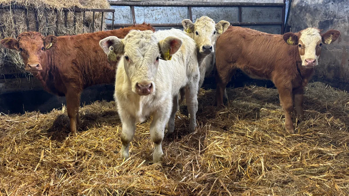 ⭐️ 4 Quality Heifer Wealings ⭐️ - Image 1