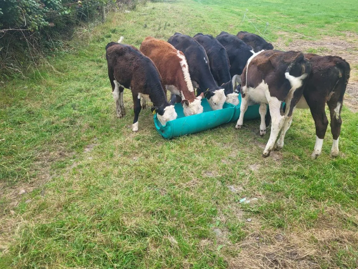 Whitehead weanling heifers - Image 2