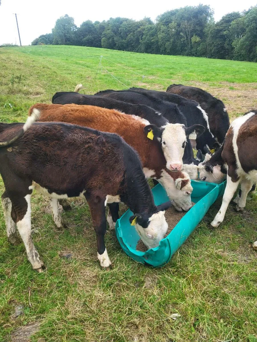 Whitehead weanling heifers - Image 1