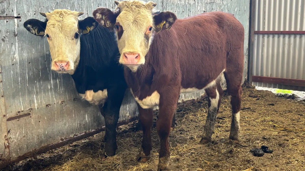 ⭐️2 Suckler Bred HE Heifer Wealings⭐️ - Image 1