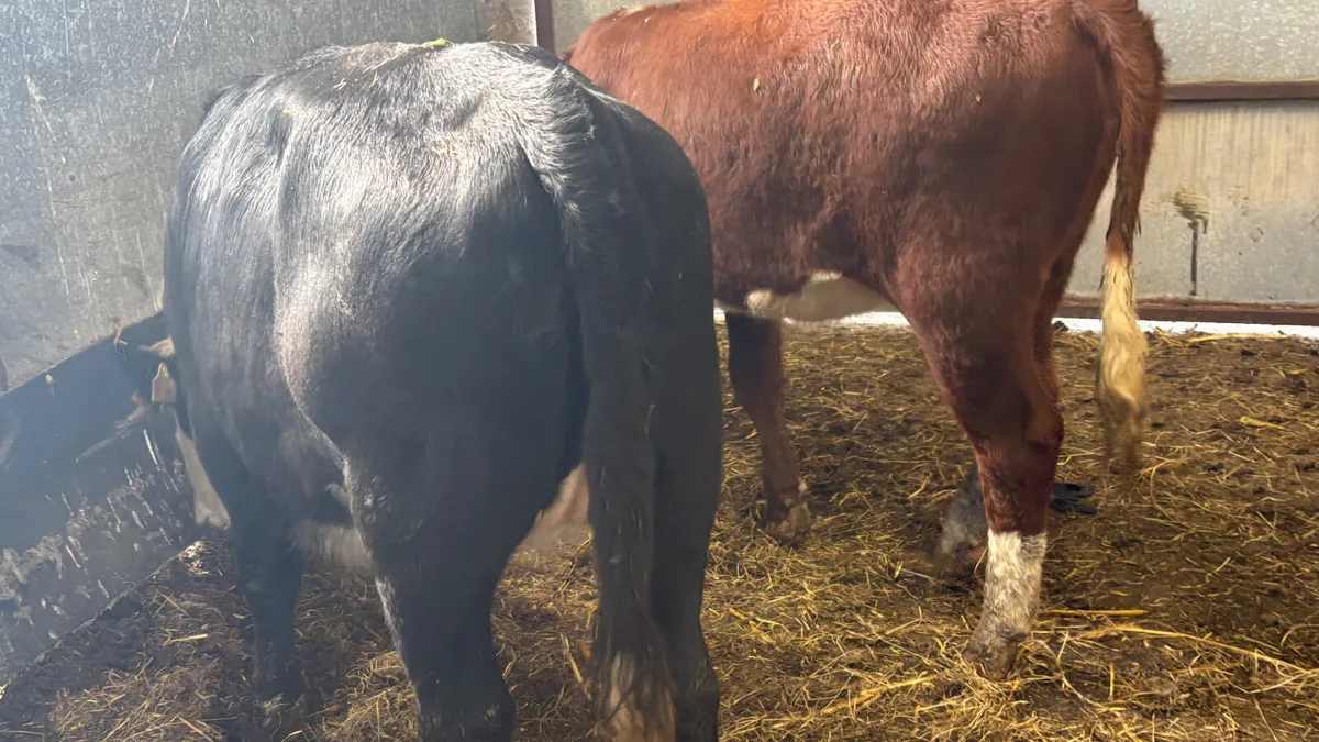 ⭐️2 Suckler Bred HE Heifer Wealings⭐️ - Image 4