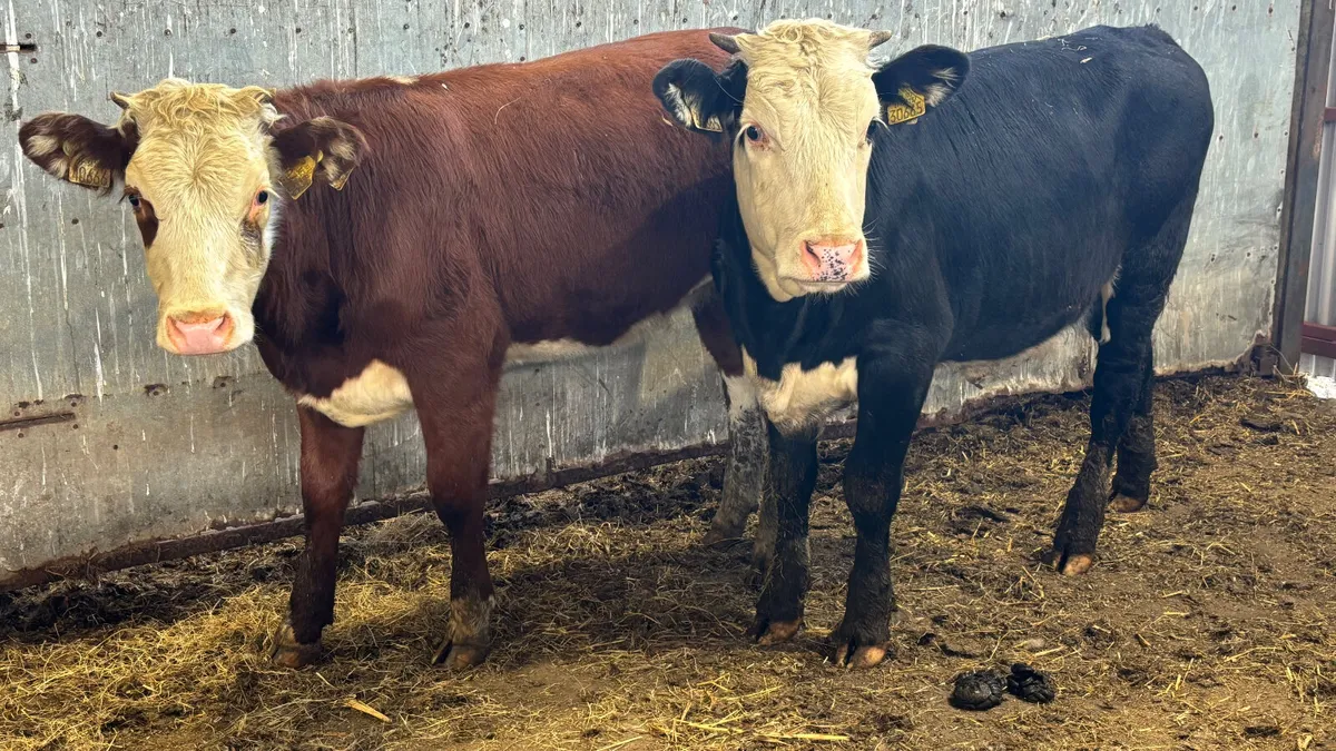 ⭐️2 Suckler Bred HE Heifer Wealings⭐️ - Image 3