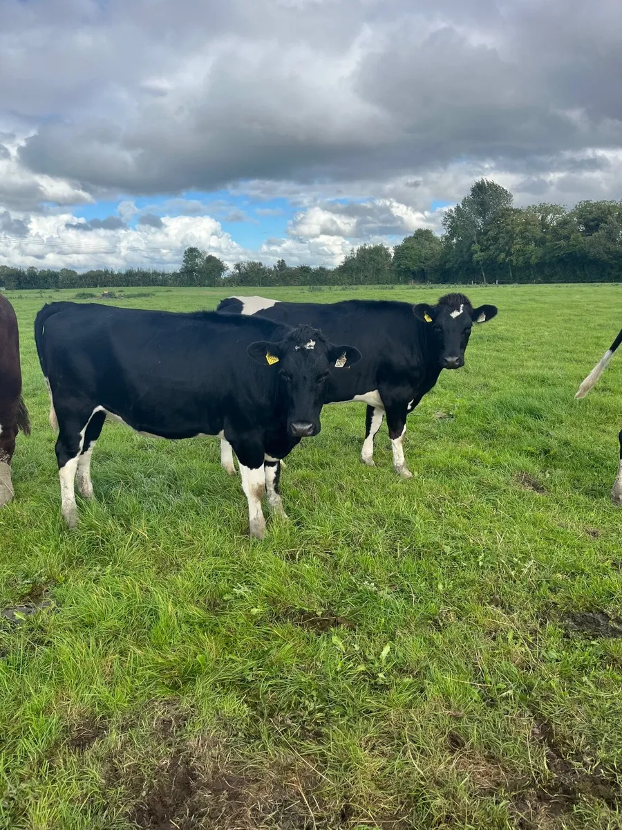 Incalf heifers - Image 1