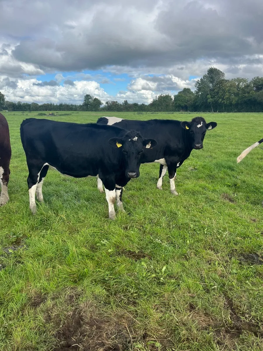Incalf heifers - Image 2