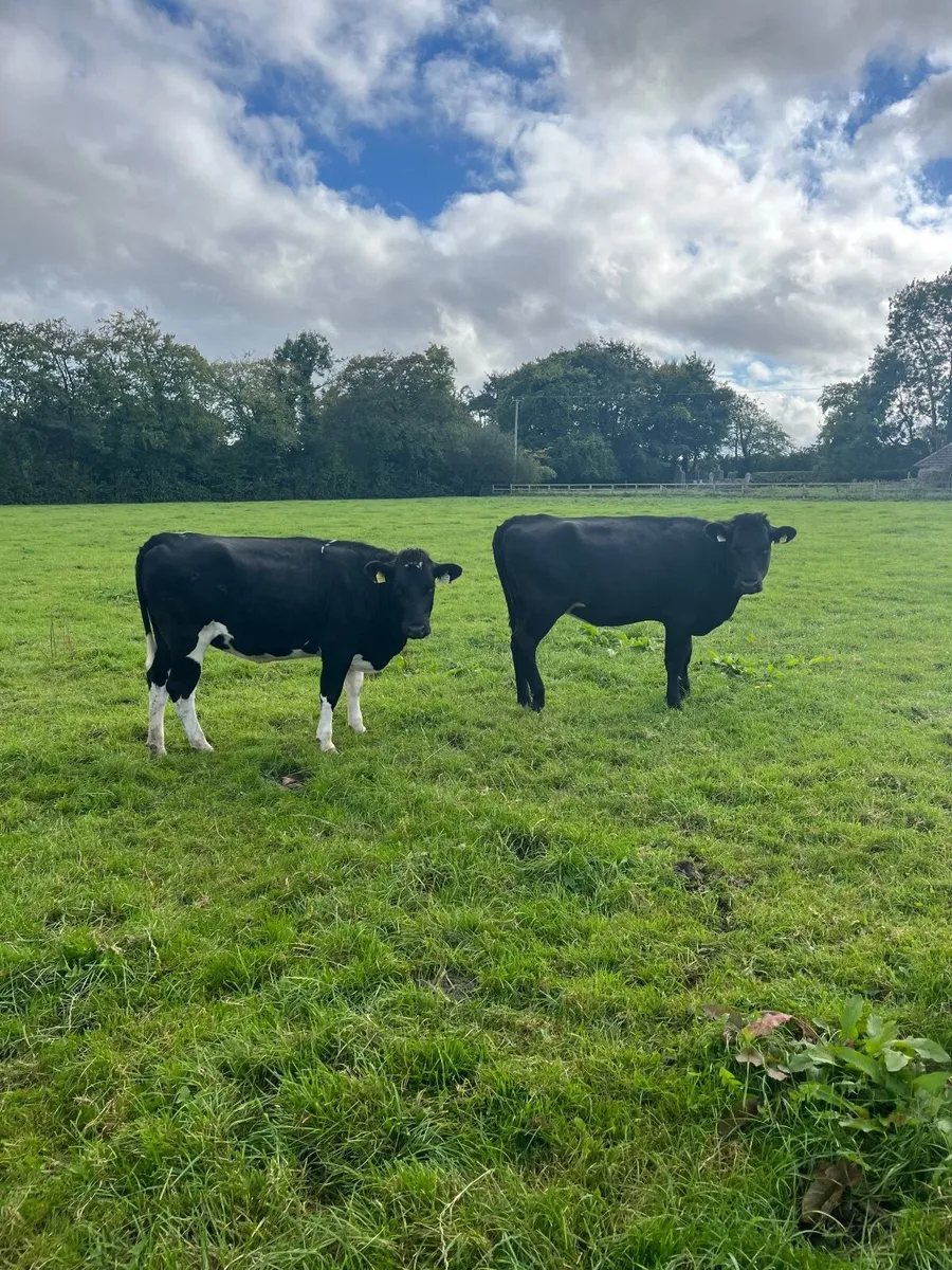 Incalf heifers - Image 3