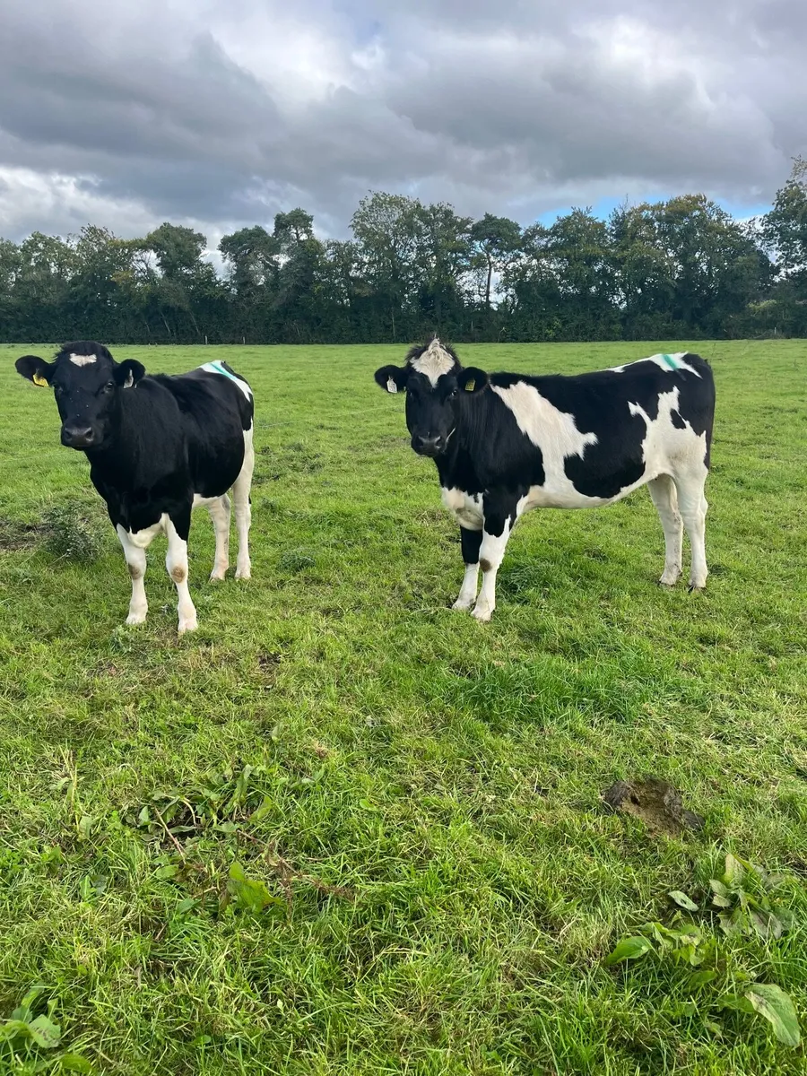 Incalf heifers - Image 4