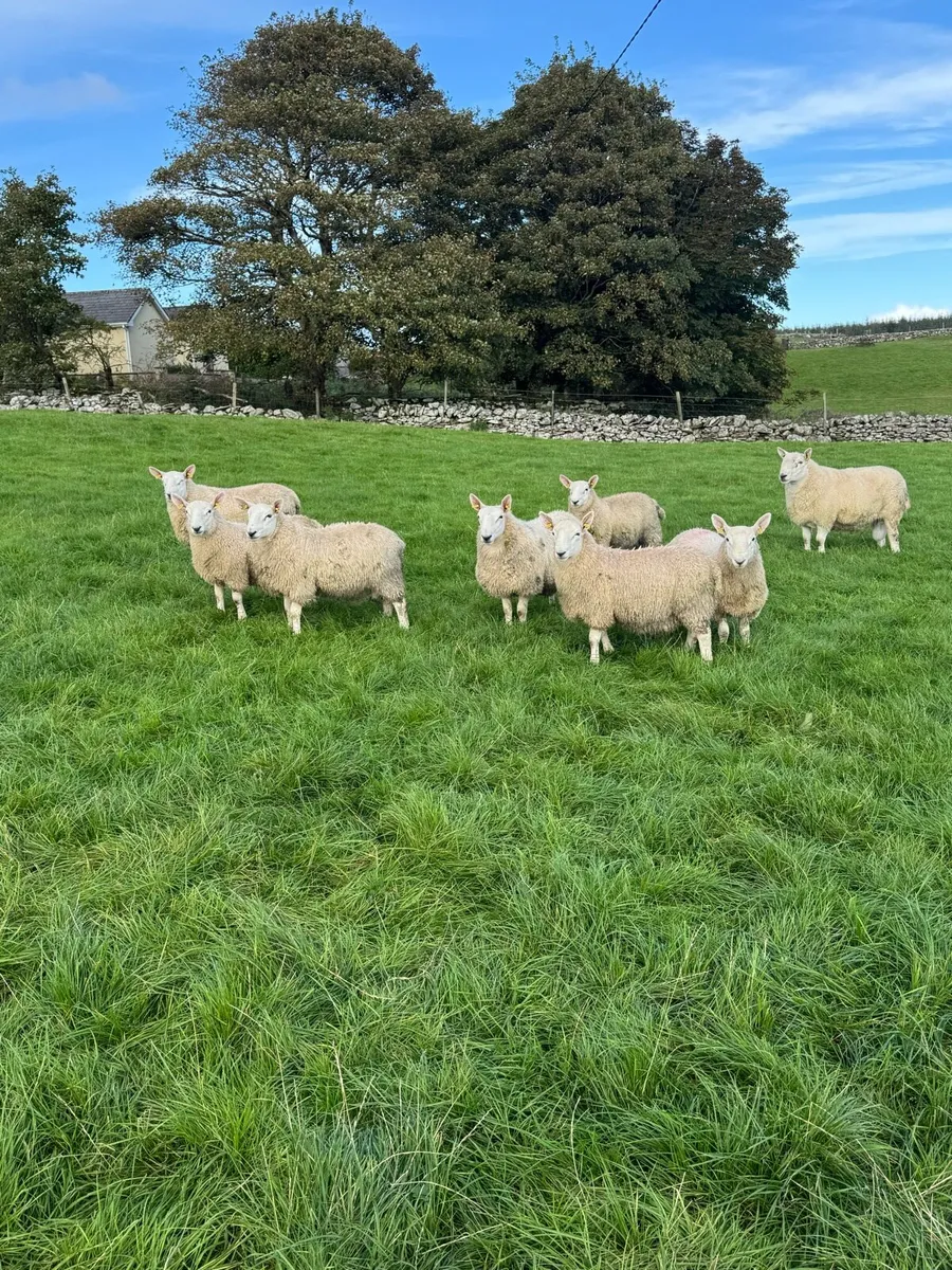 PBNR north county ram lambs - Image 1