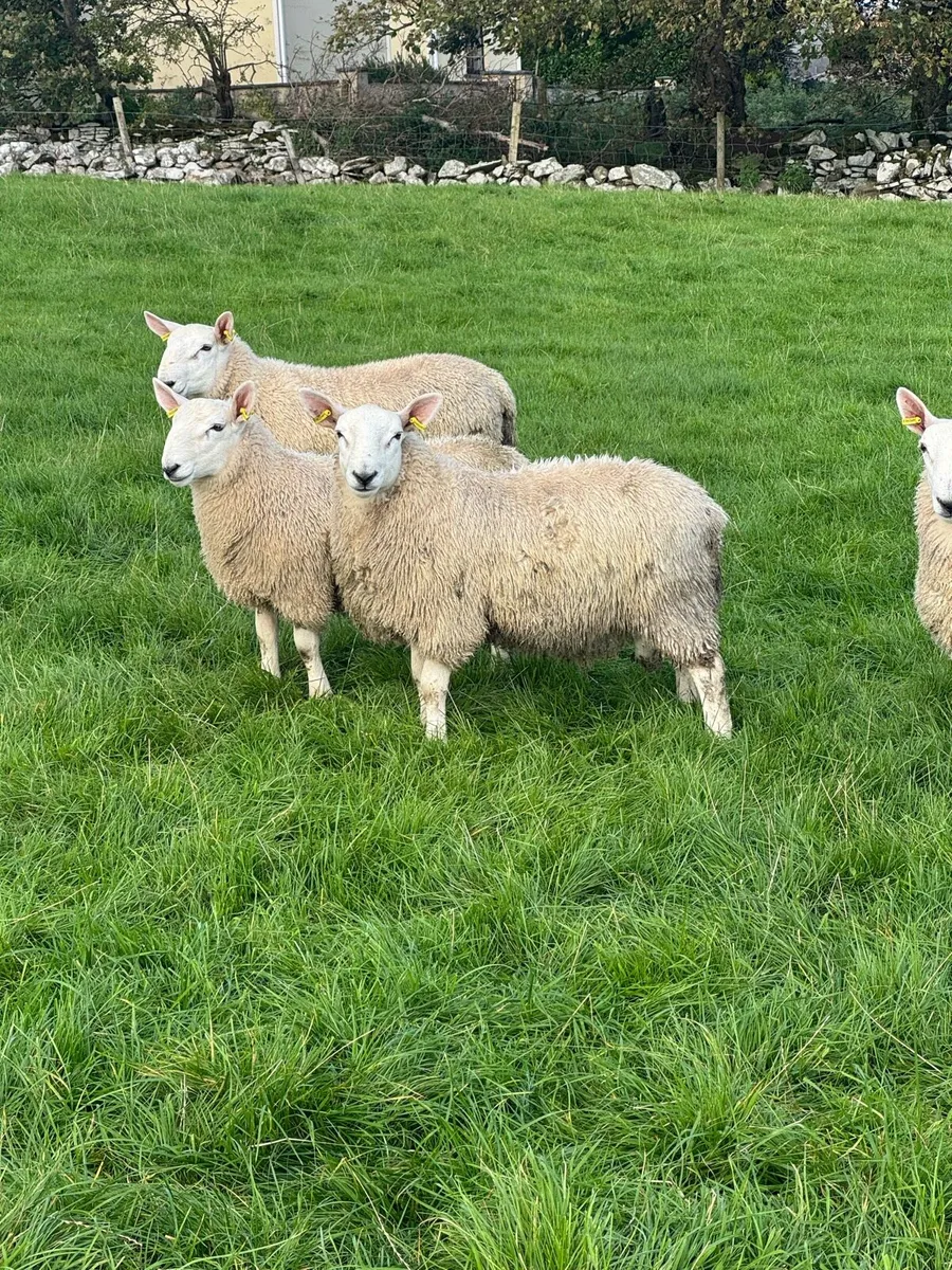 PBNR north county ram lambs - Image 2