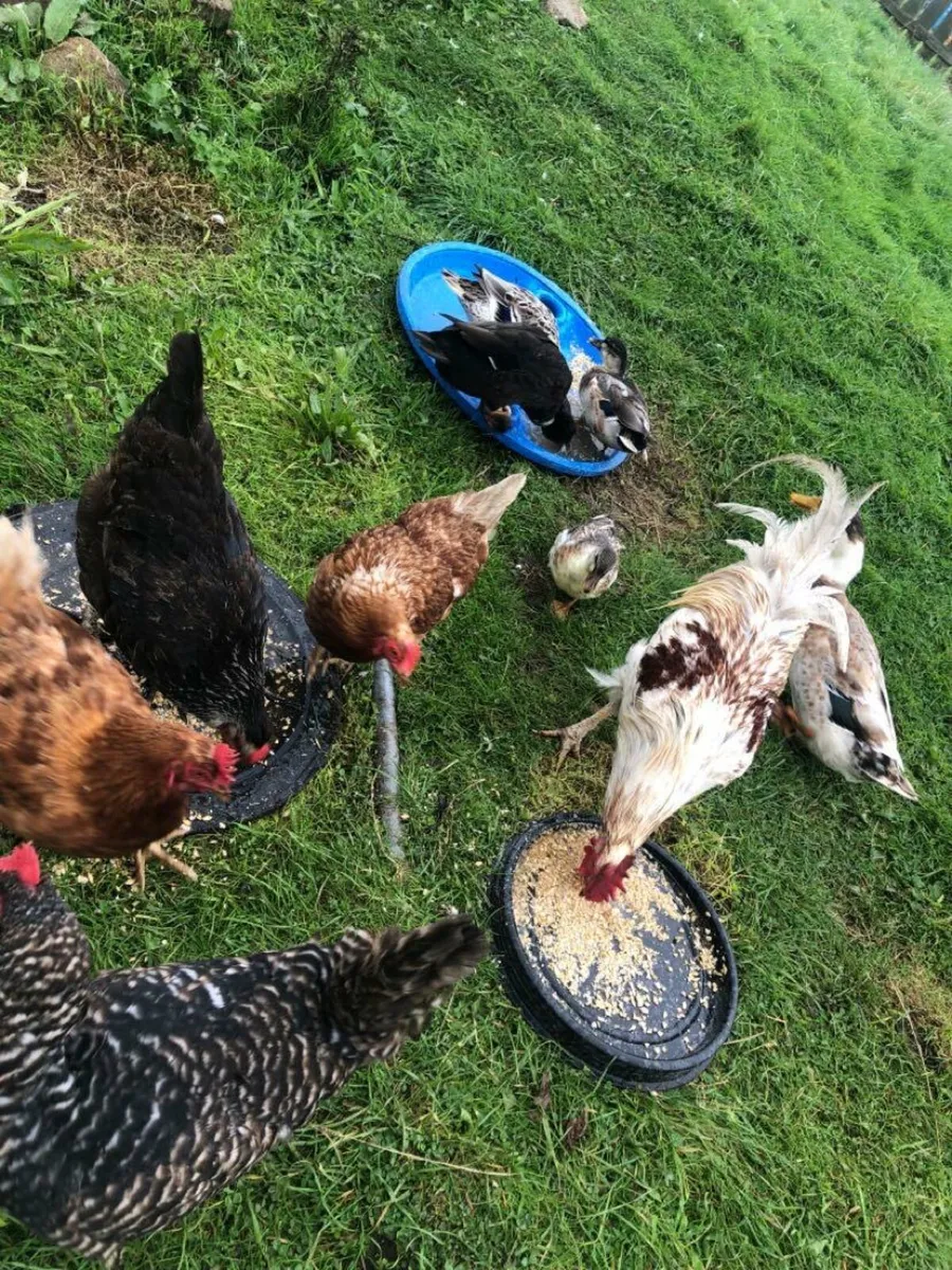 Poultry - Image 1