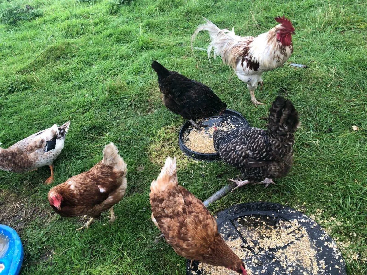 Poultry - Image 3