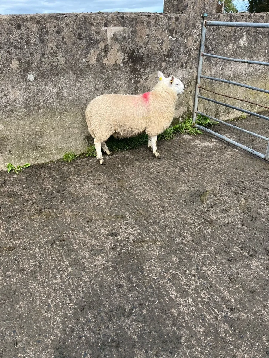 North countyCheviot ram lamb - Image 2