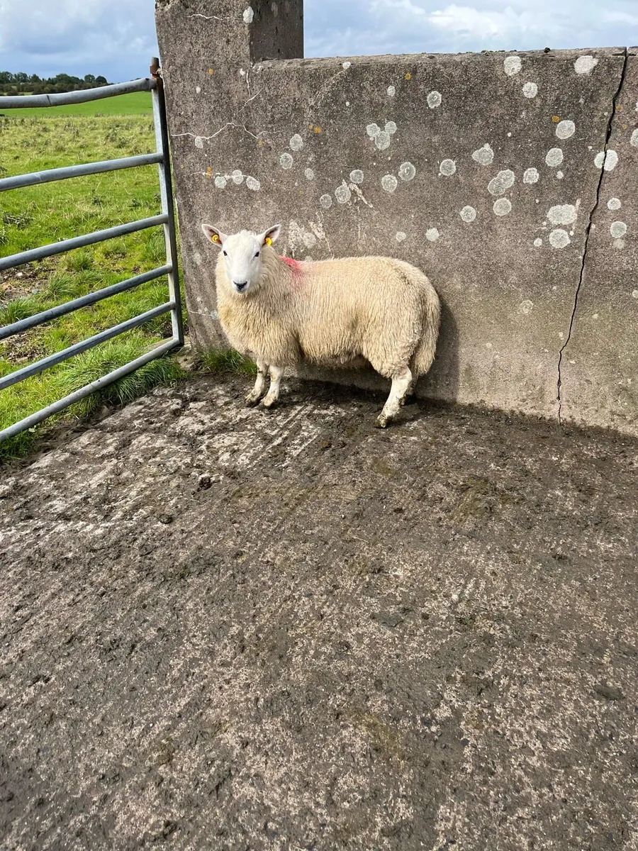 North countyCheviot ram lamb - Image 3
