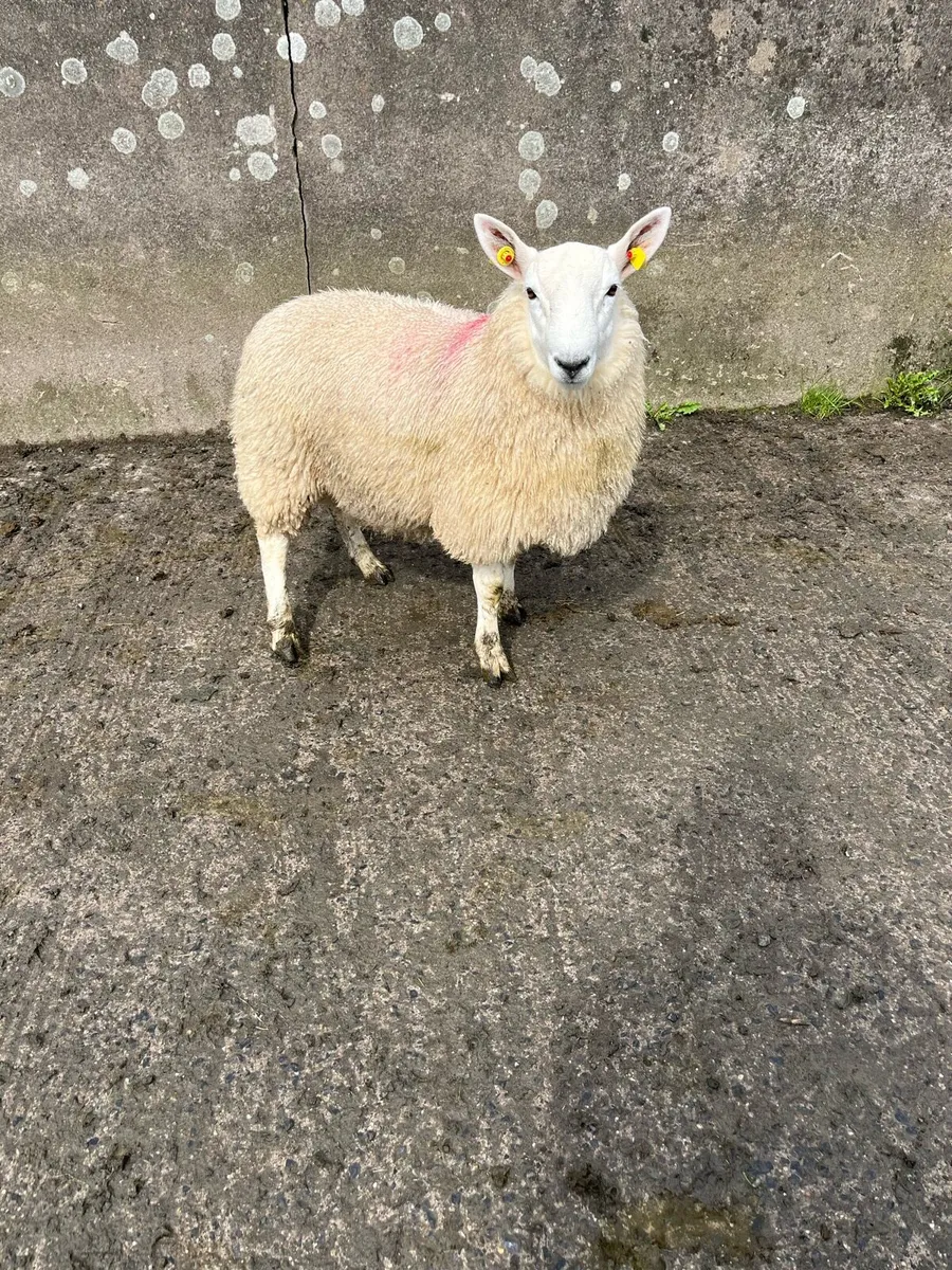 North countyCheviot ram lamb - Image 4
