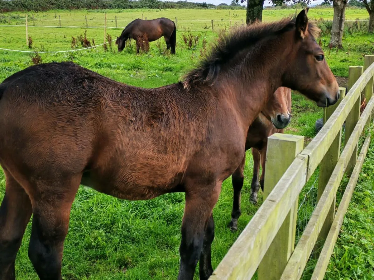 Stallion Prospect – Connemara Colt Foal (HWSD N/ - Image 3
