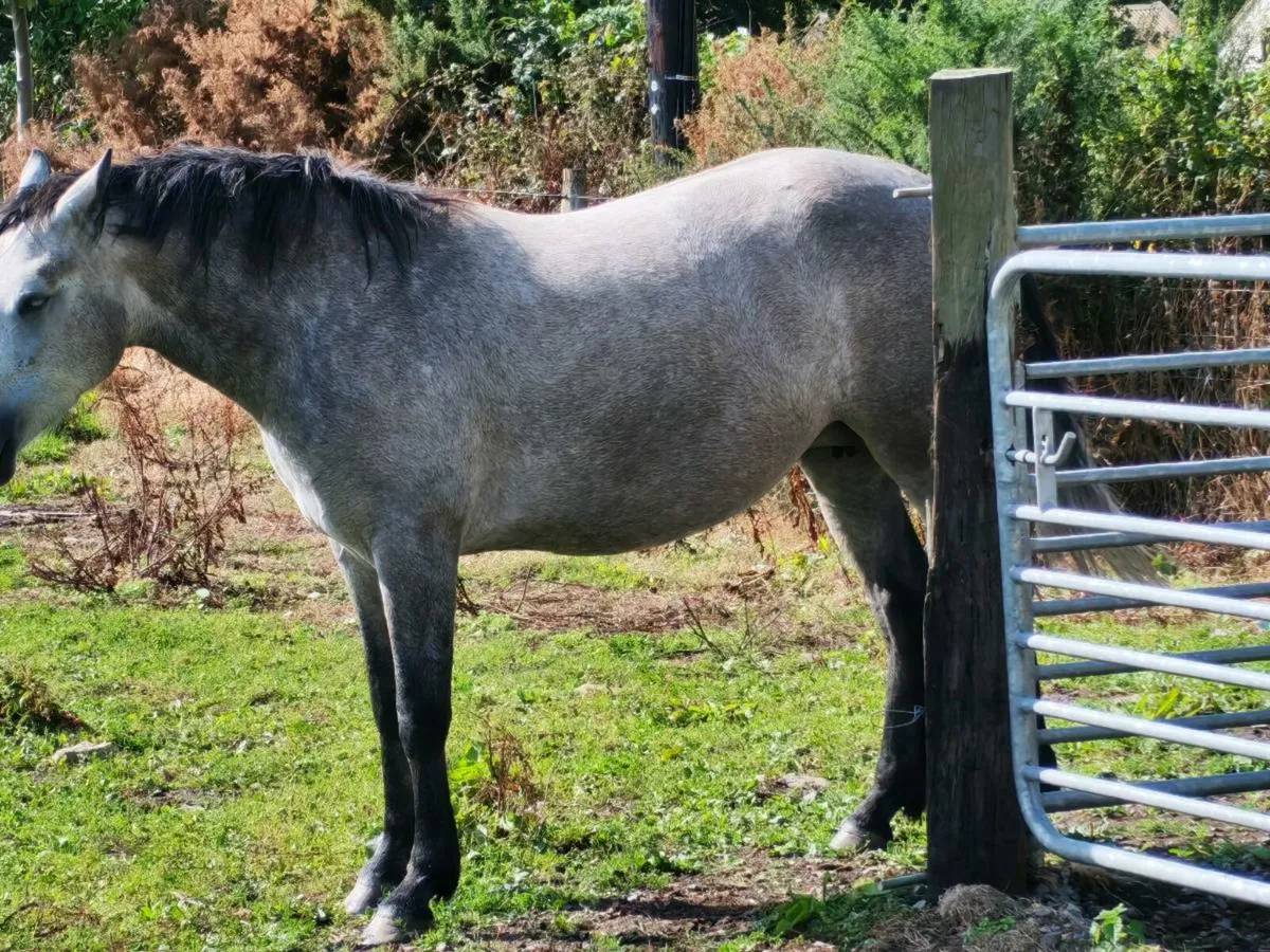 Stallion Prospect – Connemara Colt Foal (HWSD N/ - Image 4