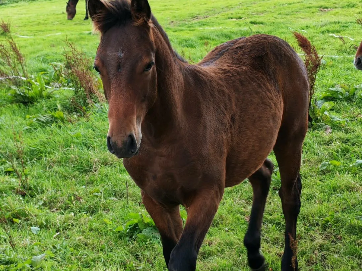 Stallion Prospect – Connemara Colt Foal (HWSD N/ - Image 2