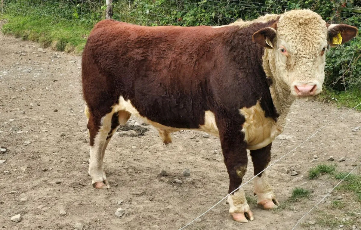 Pedigree Hereford Bulls for Sale - Image 2