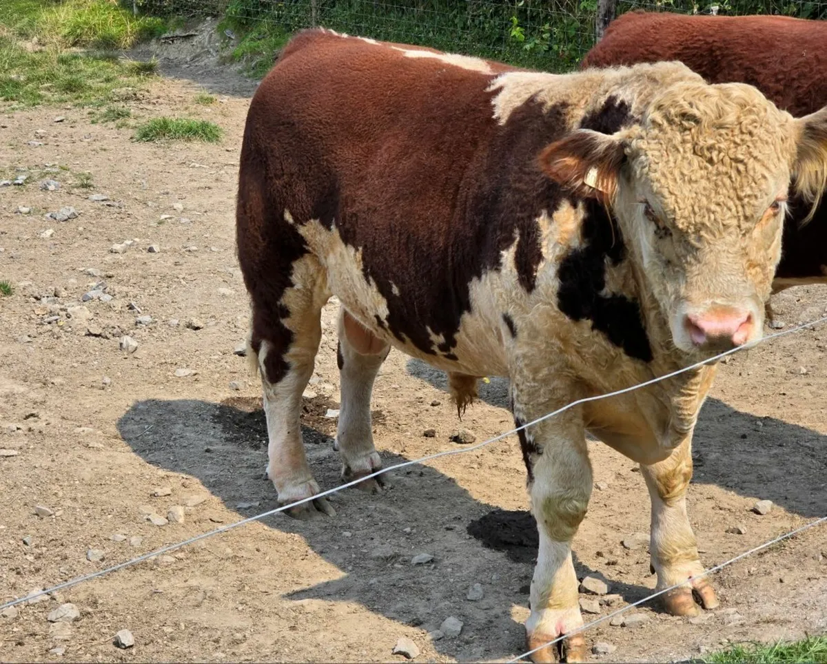 Pedigree Hereford Bulls for Sale - Image 3