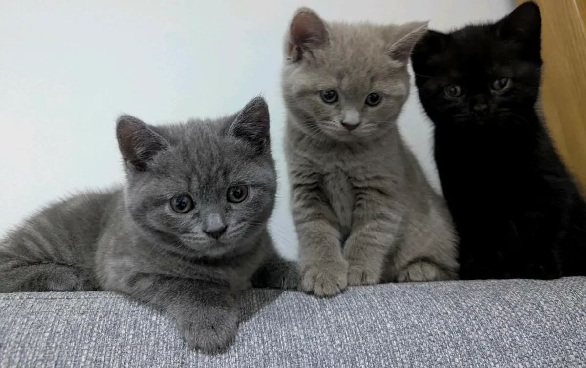 British Shorthair Kittens - Image 2
