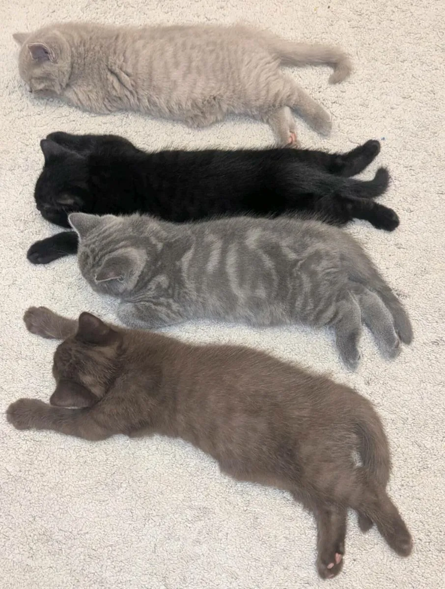 British Shorthair Kittens - Image 3