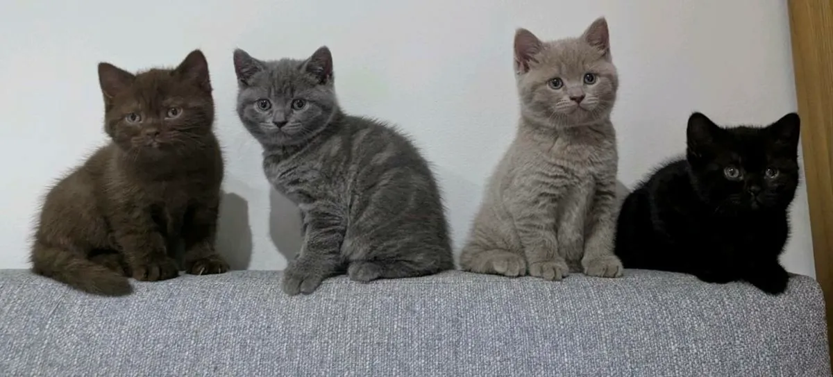 British Shorthair Kittens - Image 1