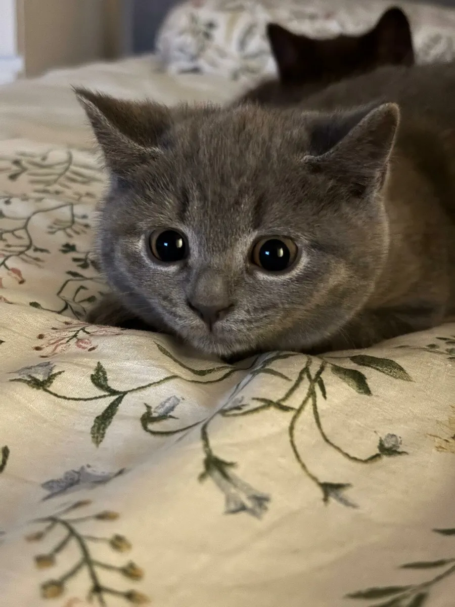 British Shorthair Kittens - Image 4