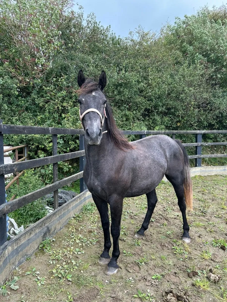 2 Year Old Gelding - Image 1