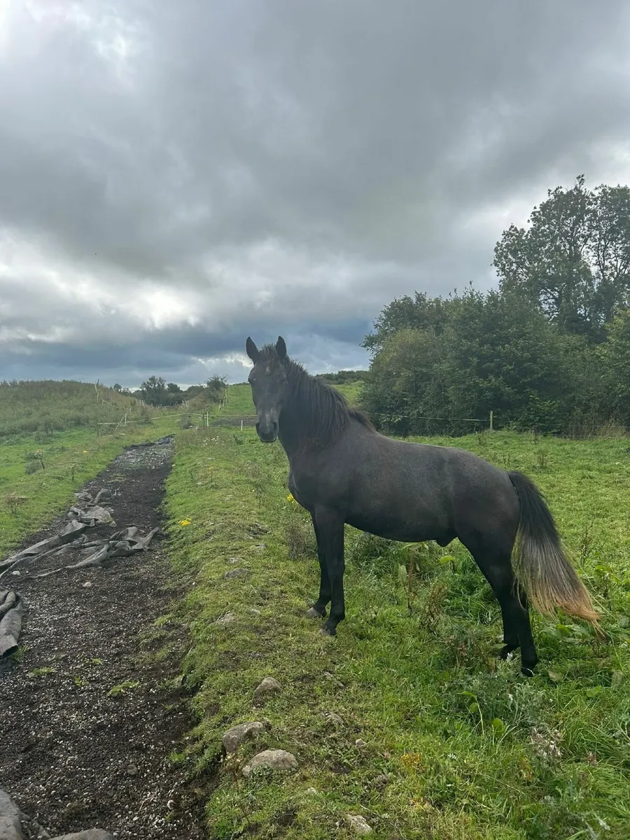 2 Year Old Gelding - Image 2