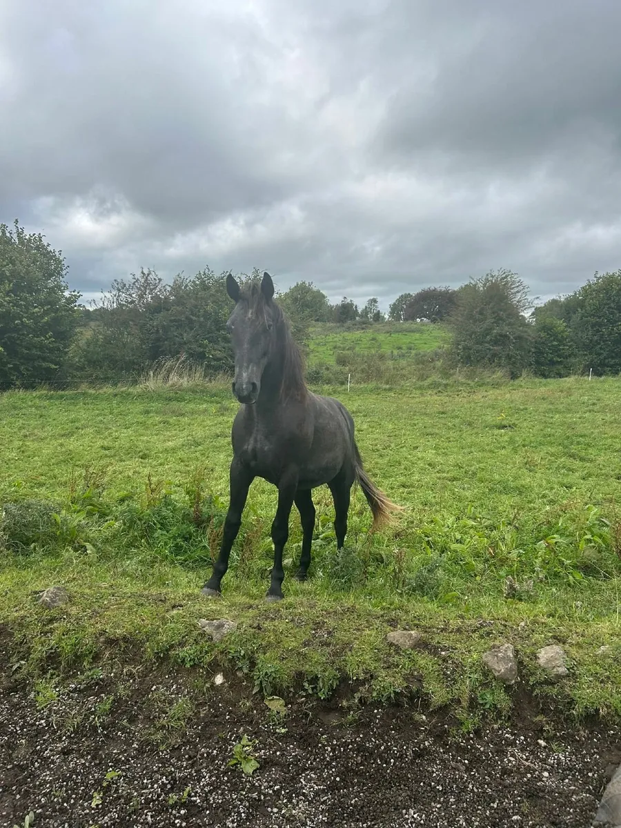 2 Year Old Gelding - Image 3