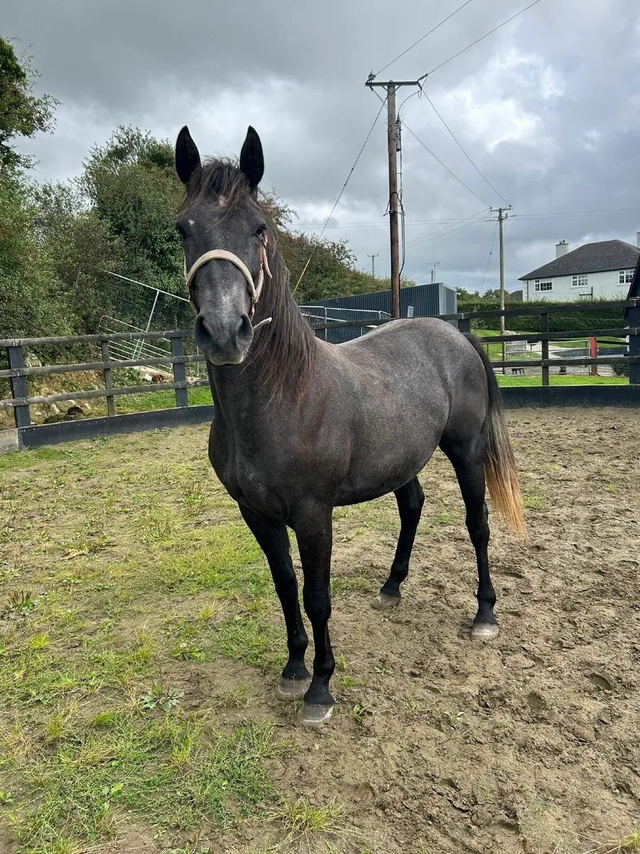 2 Year Old Gelding - Image 4