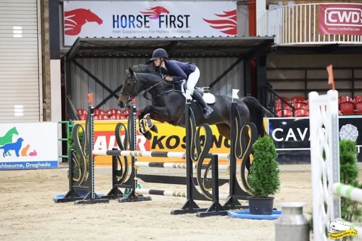 Potential Top Showjumper/Eventer - Anybodies Ride - Image 1