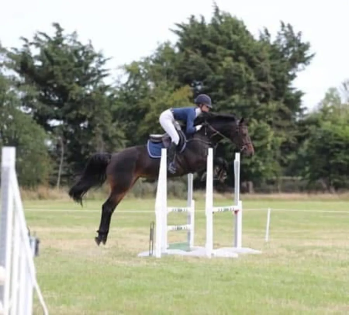 Potential Top Showjumper/Eventer - Anybodies Ride - Image 3