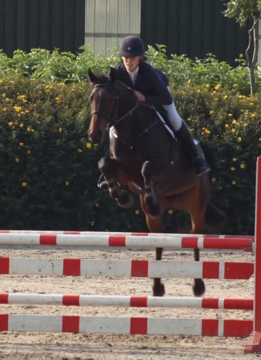 Potential Top Showjumper/Eventer - Anybodies Ride - Image 4