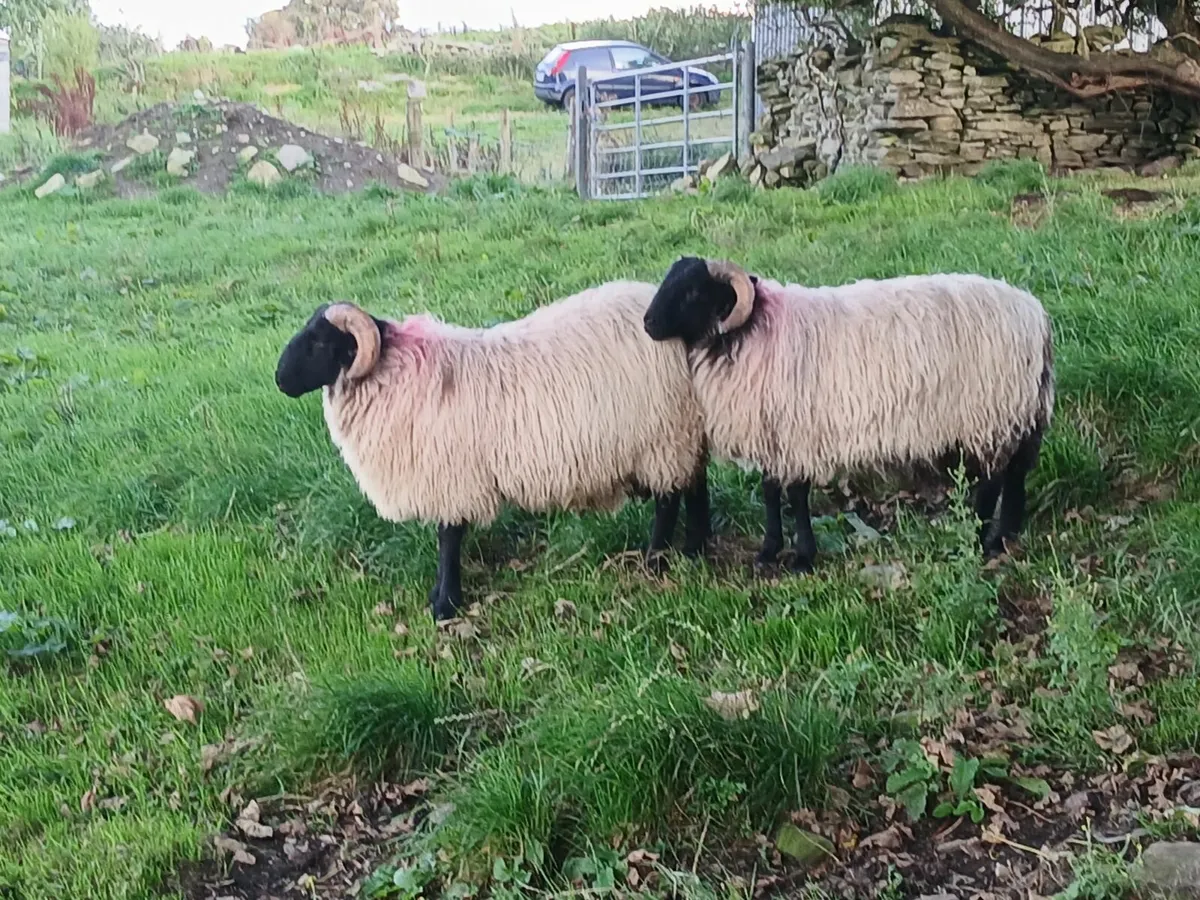 Blackface mountain Ram Lambs - Image 1